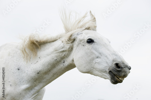 white horse © kislovas