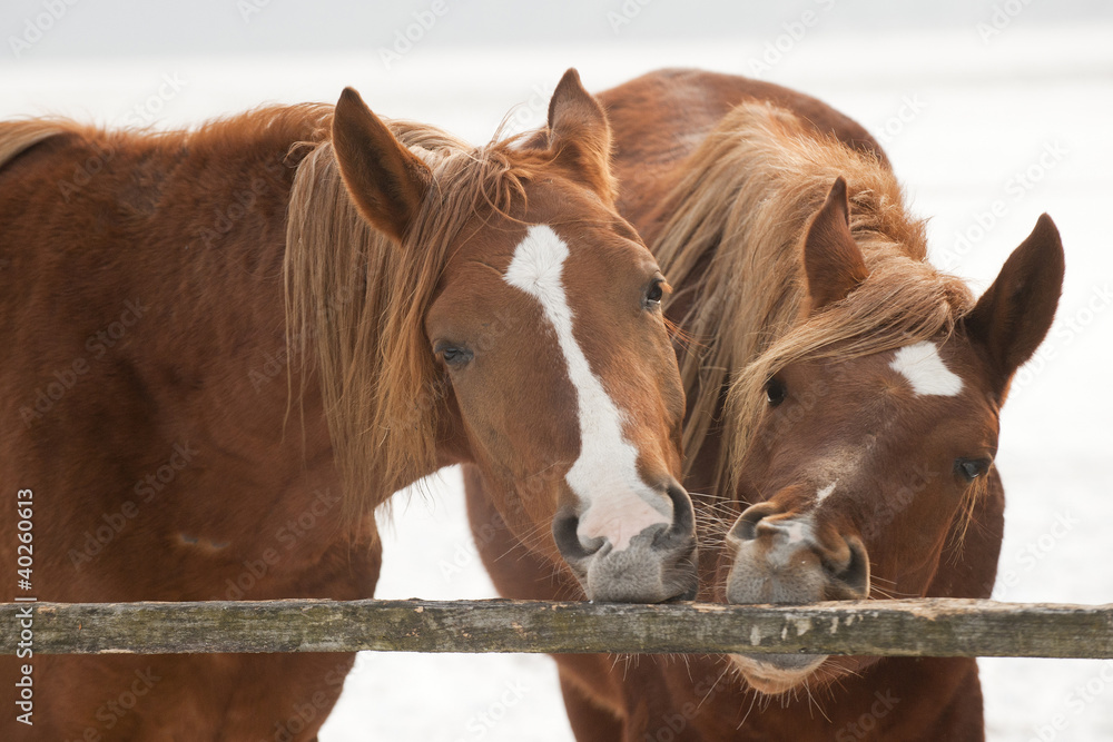 Obraz premium Horses in meadow
