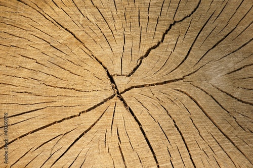 Woody texture of tree stump