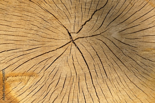 Woody texture of tree stump