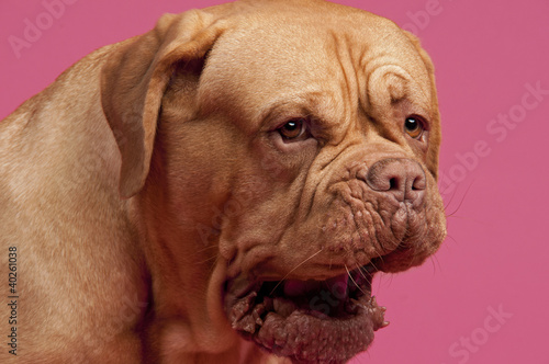 Yawning Dogue De Bordeaux dog