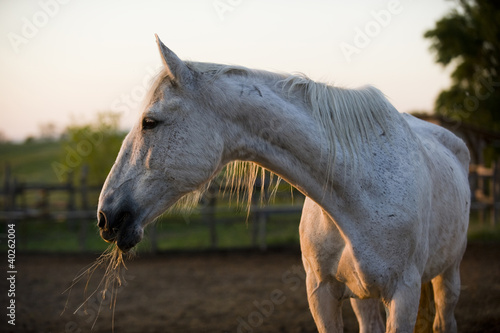 horse portrait