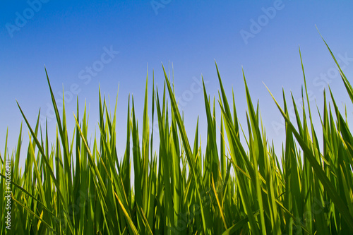 Rice leaf against blue sky