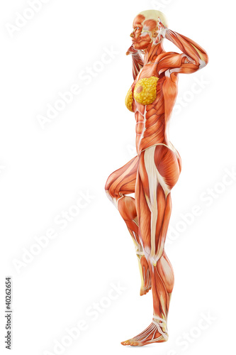 muscle woman hands up side view