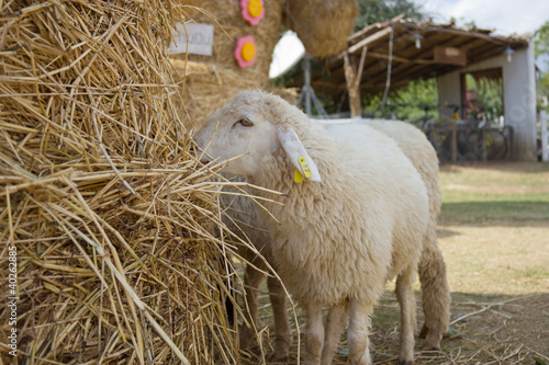 Fototapeta Naklejka Na Ścianę i Meble -  Sheep eating hay on a farm