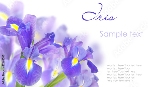 Blue irises isolated on white