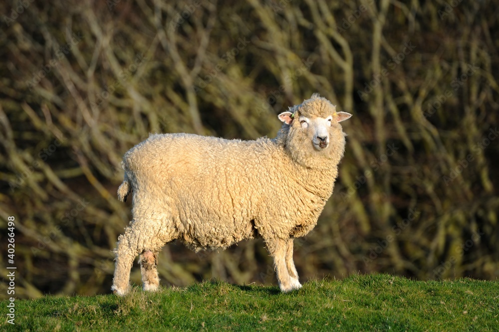 Obraz premium Sheep on a hilltop with trees in the background.