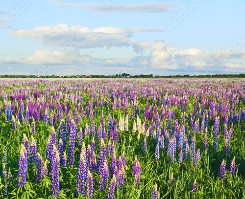 Meadow covered with lupines at sunset