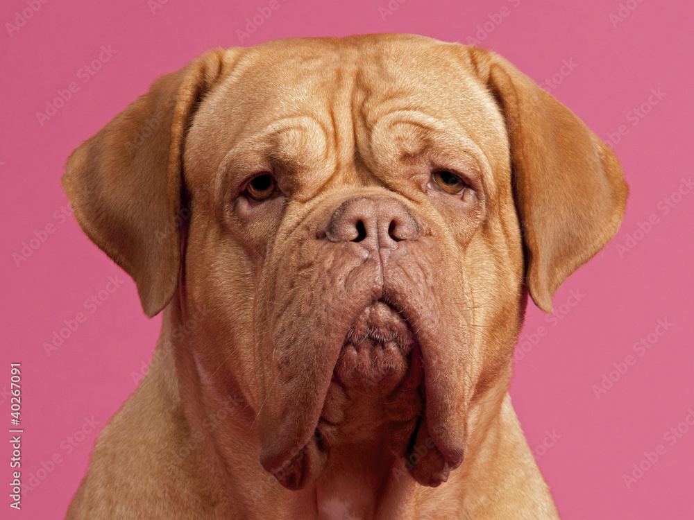 Dogue De Bordeaux portrait