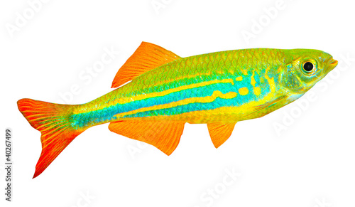 Tropical fish isolated on a white background.