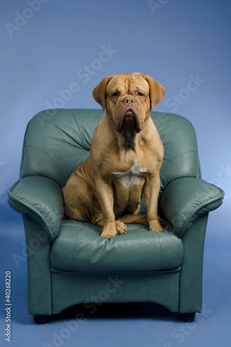 Dog on the arm chair