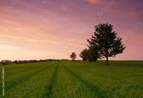 Spring field at sunset