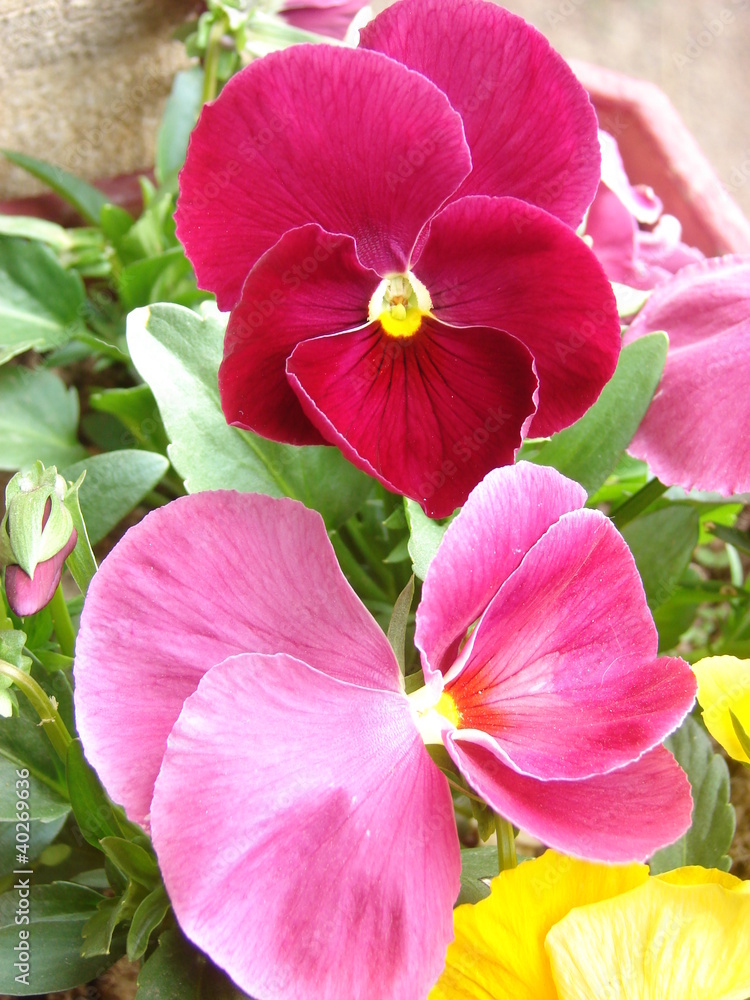 Naklejka premium pensée magenta2