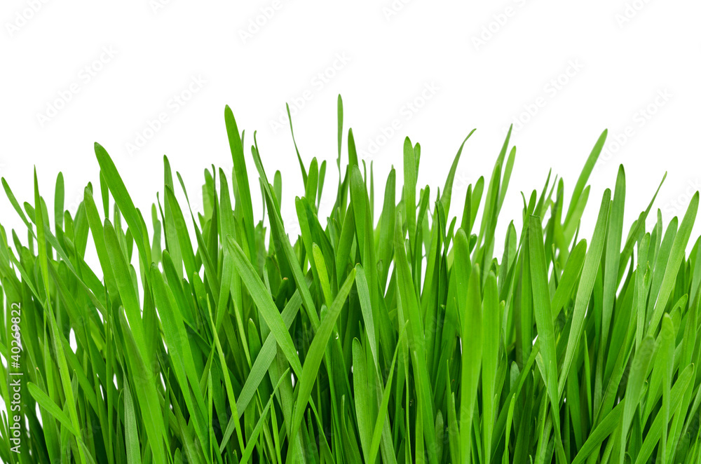 Green grass Green grass