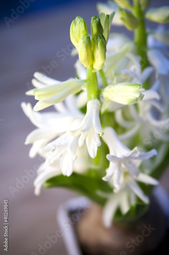 Fototapeta Naklejka Na Ścianę i Meble -  Hyacinth for Easter