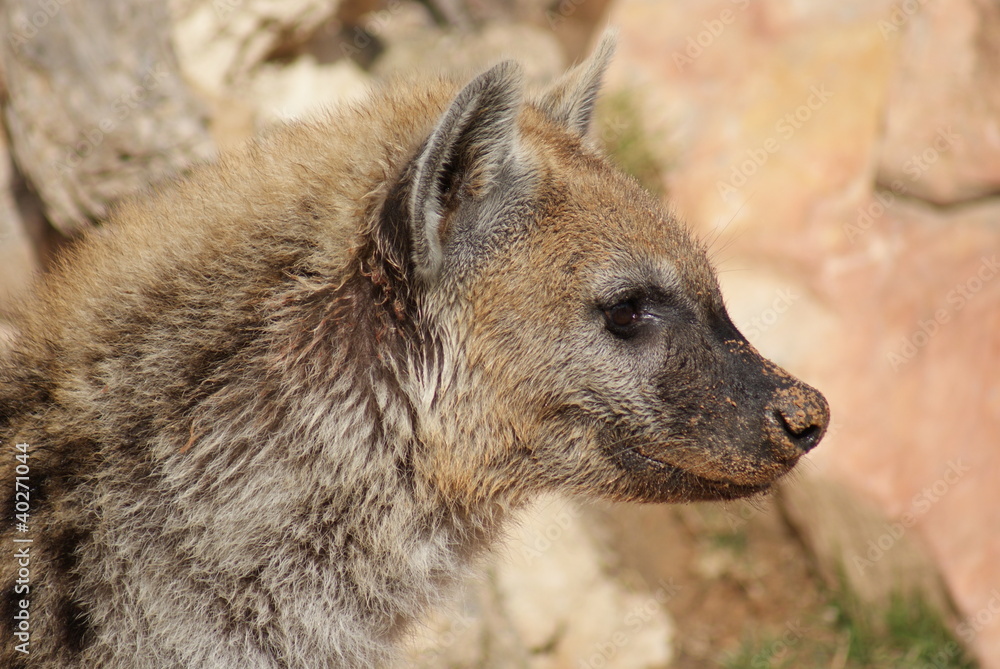 Spotted (laughing) Hyena - Crocuta crocuta Spotted (laughing) Hyena - Crocuta crocuta