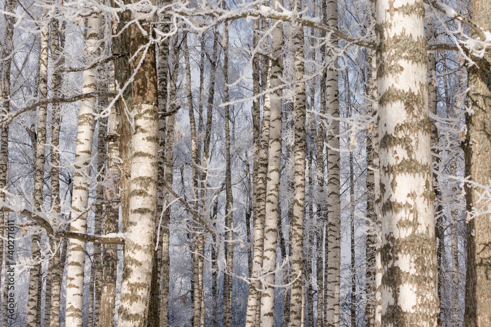 Obraz premium SONY DSC