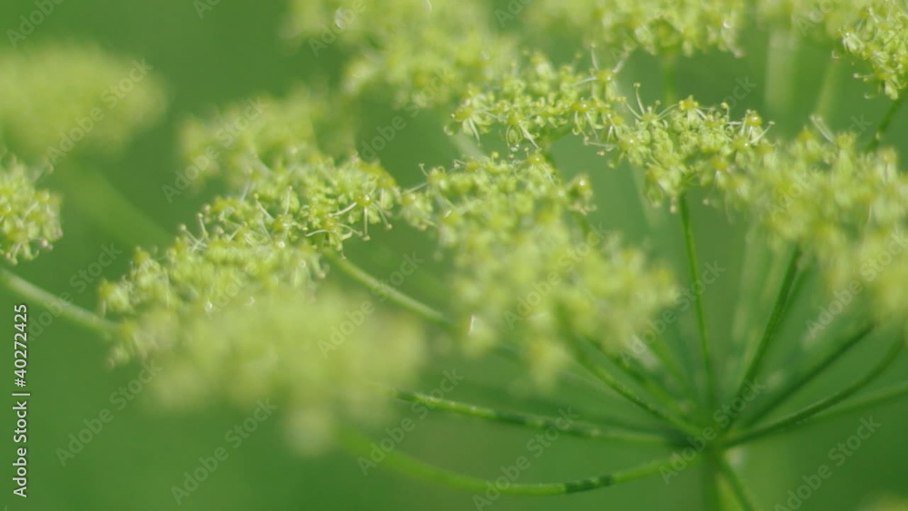 Angelica plan. Close-up .Shallow depth-of-field. Angelica plan. Close-up .Shallow depth-of-field.