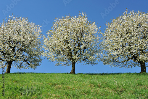 Kirschbäume