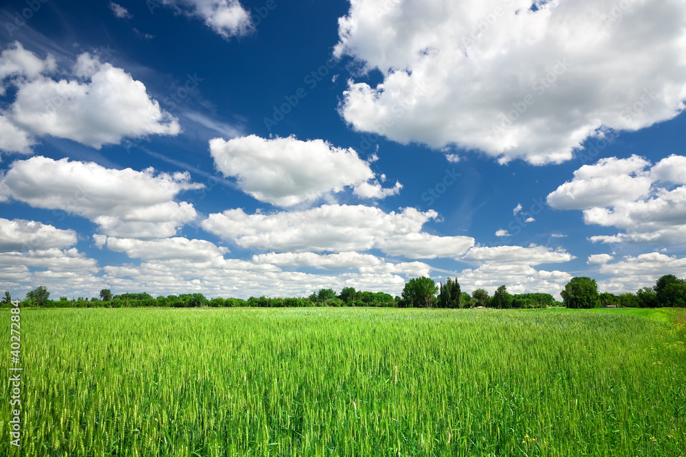 Fototapeta premium Green wheat field on blue sky background