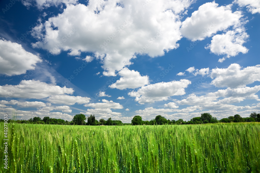 Fototapeta premium Green wheat field on blue sky background