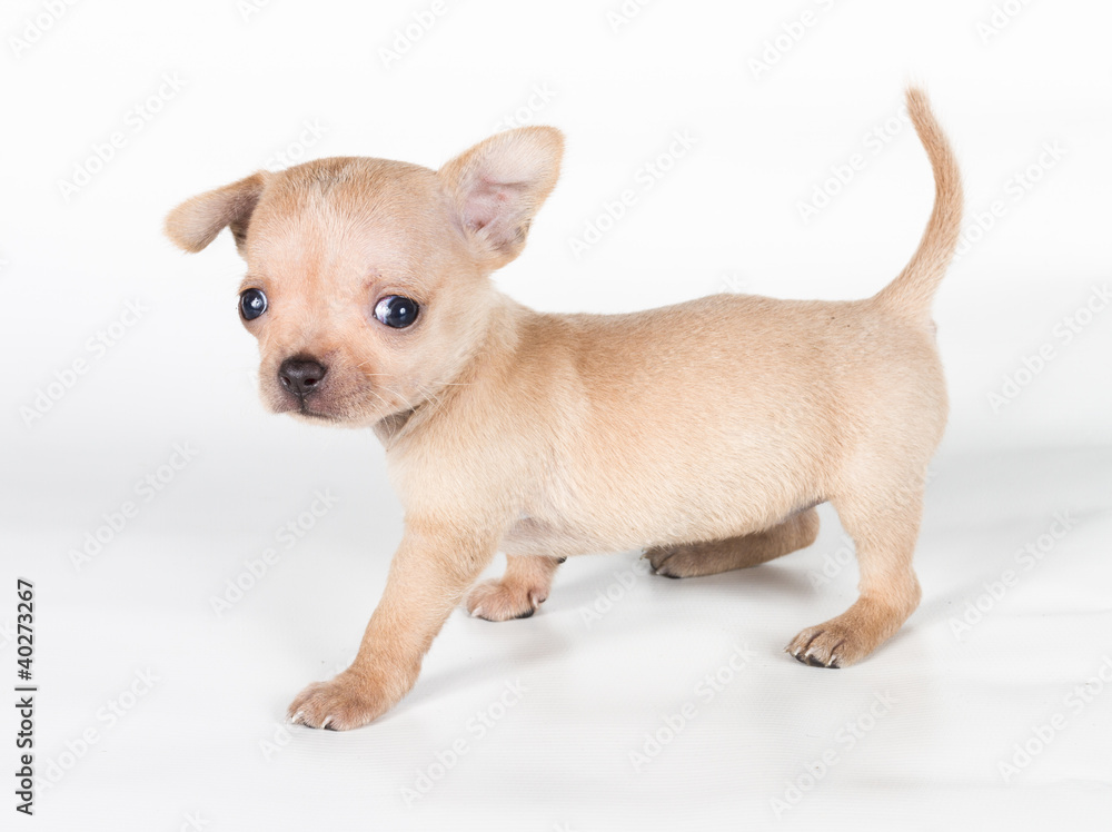 chihuahua puppy in front of a white background chihuahua puppy in front of a white background