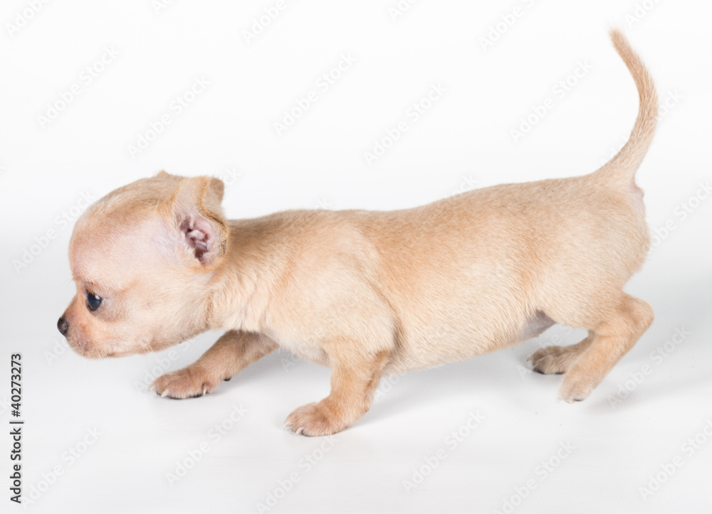 chihuahua puppy in front of a white background chihuahua puppy in front of a white background