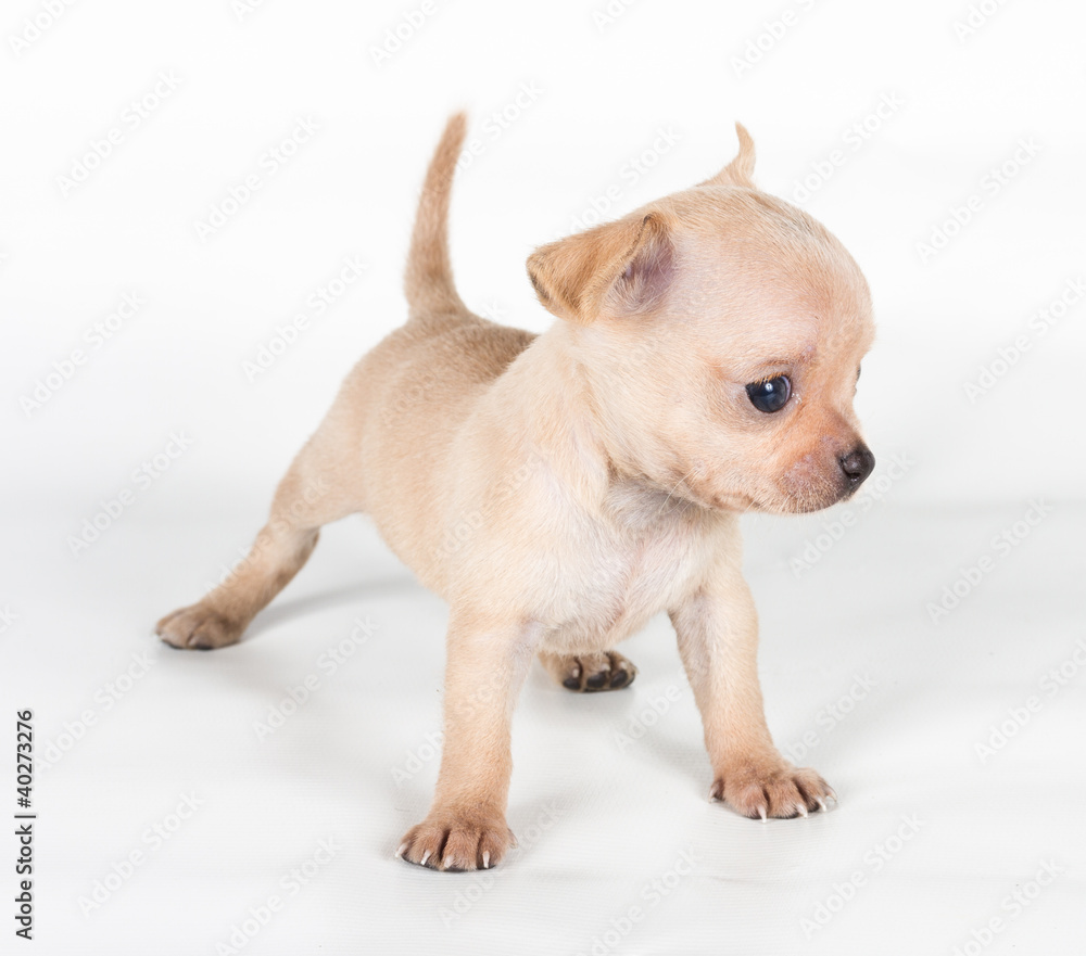 chihuahua puppy  in front of a white background