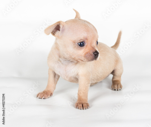 chihuahua puppy  in front of a white background © Andrei Starostin