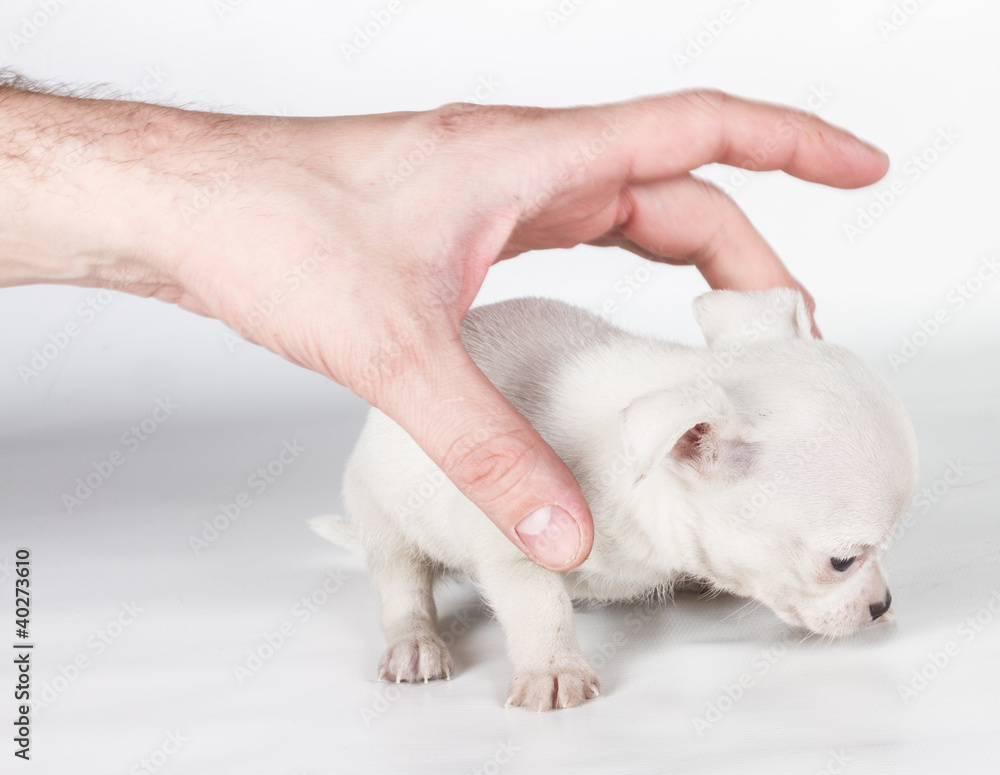 chihuahua puppy in front of a white background chihuahua puppy in front of a white background
