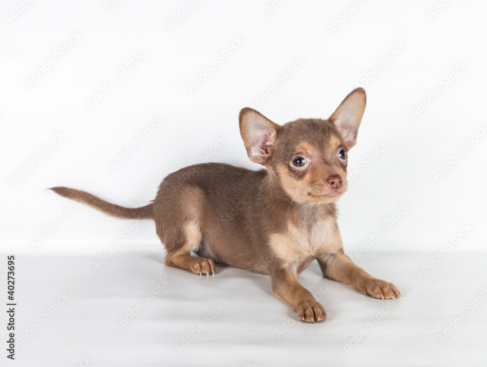 Russian toy terrier on a white background