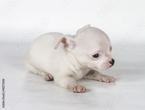 chihuahua puppy  in front of a white background © Andrei Starostin