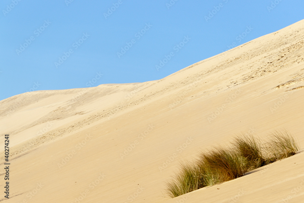 végétation sur la dune du Pila