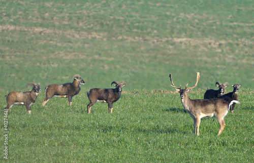 european mouflon and fallow deer