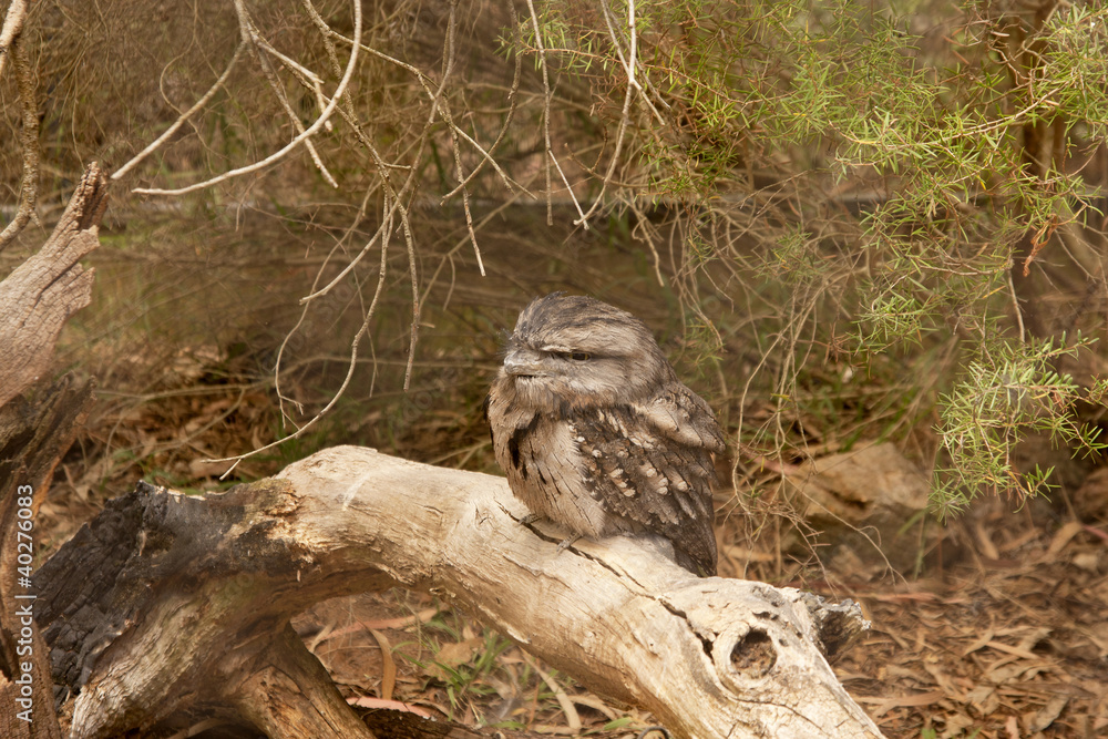 Frog faced owl sitting on a log