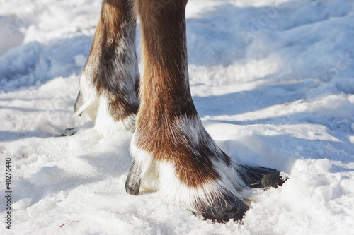 Feet of reindeer