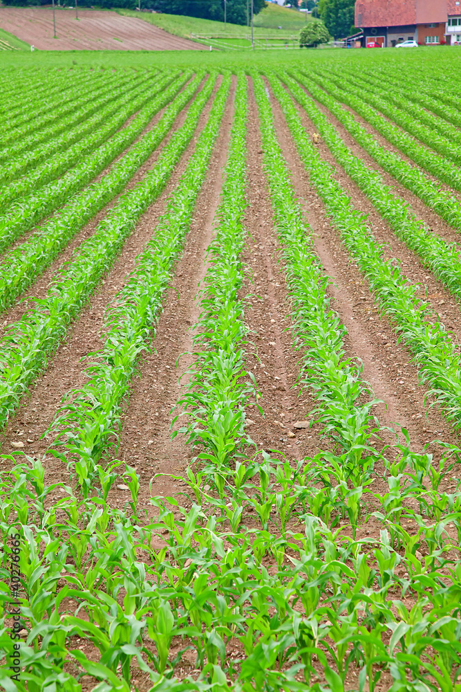 young green corn young green corn