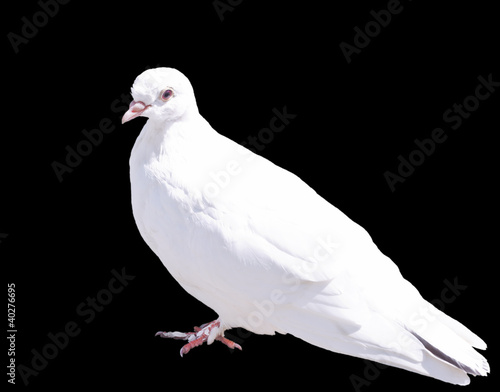 One White Dove Isolated