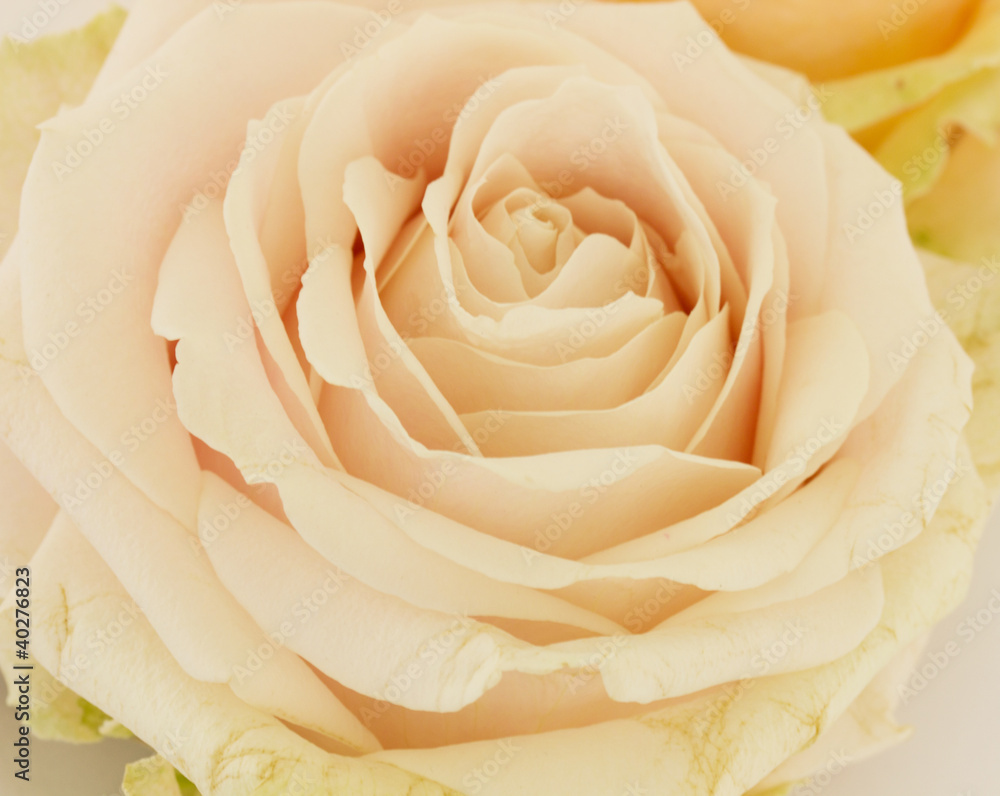Obraz premium Rose background