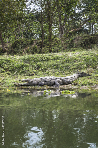 Crocodile in Chitwan National Park, Nepal
