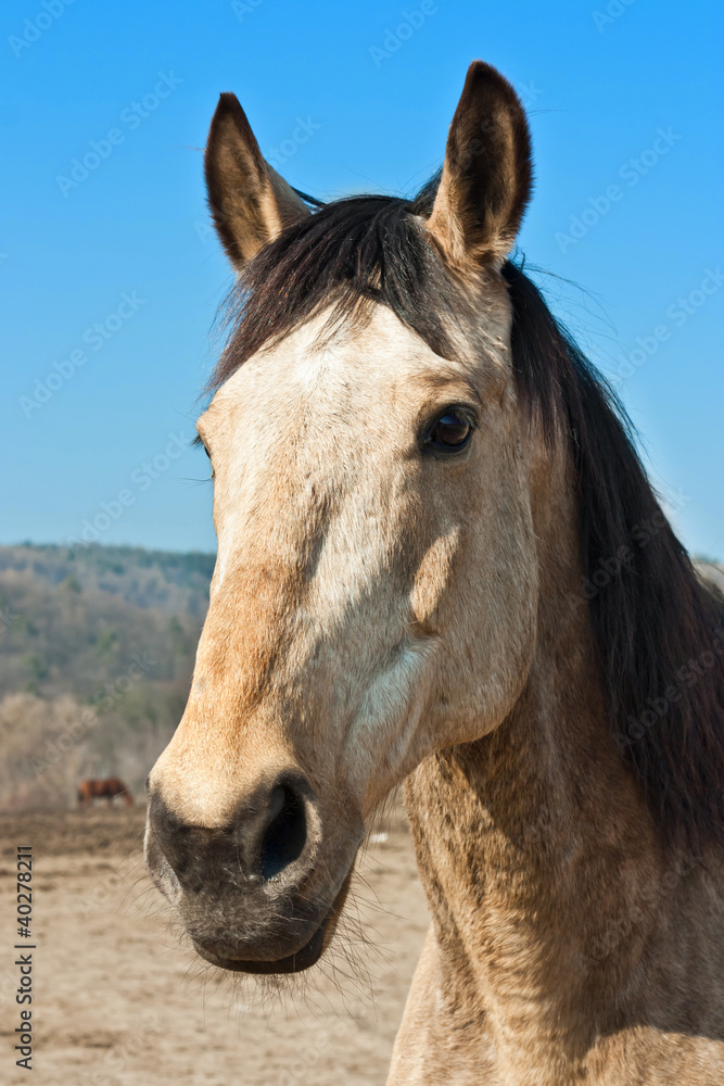 Cheval - portrait Cheval - portrait