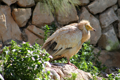 Obraz na plátně Eastern Egyptian Vulture on Rocks