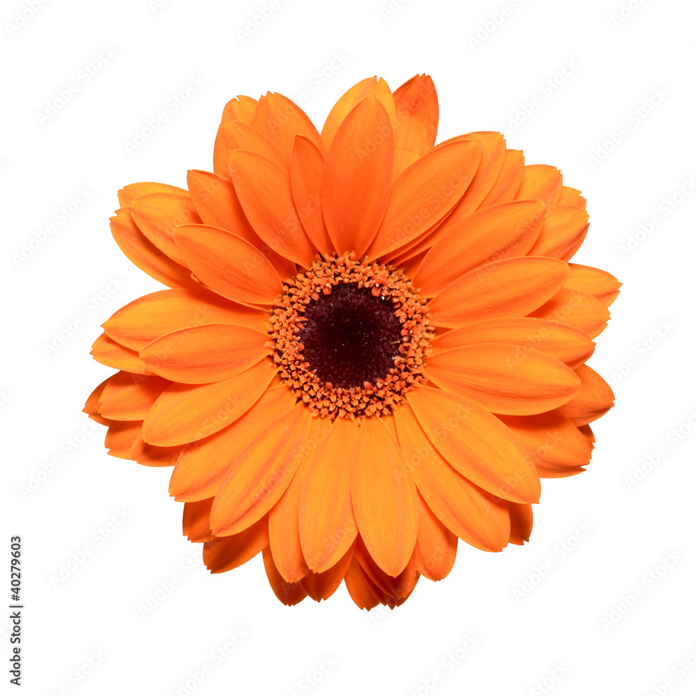 Orange gerbera flower isolated on white background Orange gerbera flower isolated on white background