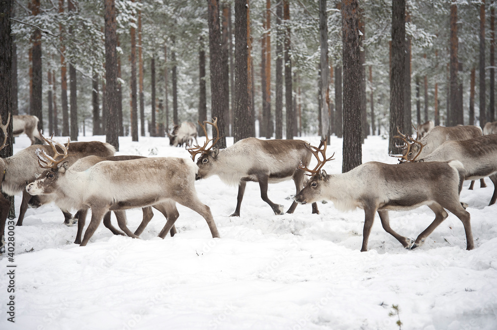 reindeer reindeer