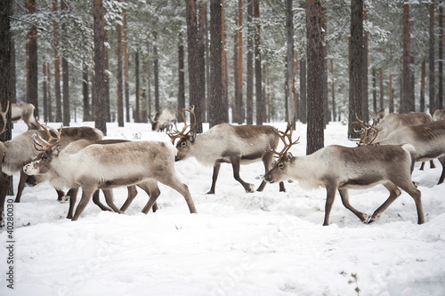 reindeer