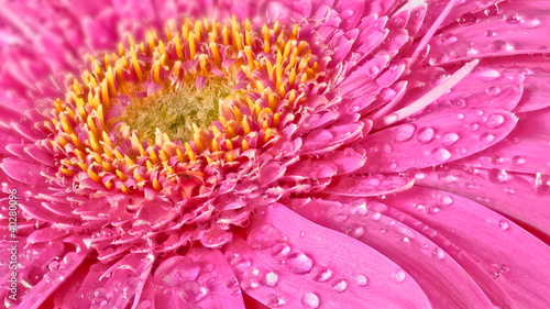Pink Gerbera flower with water drops macro with copy space