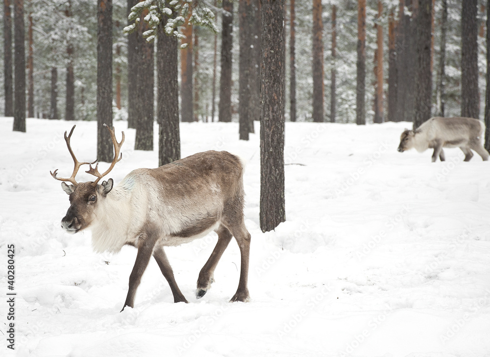 reindeer reindeer