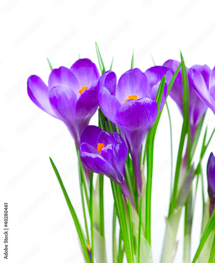 Crocus Spring Flowers isolated on white