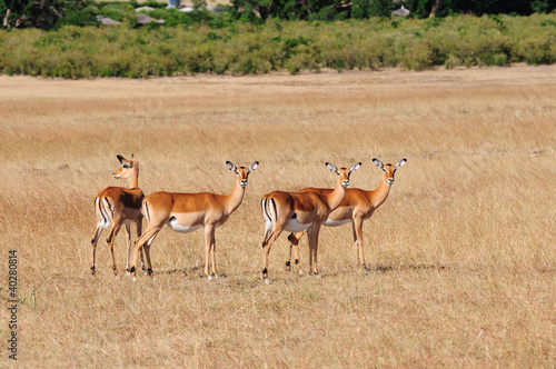 Impala © volk1945