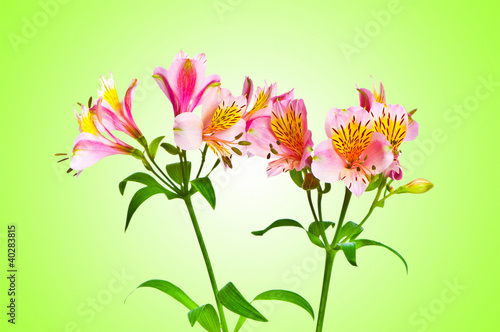 Colourful lilies against gradient background